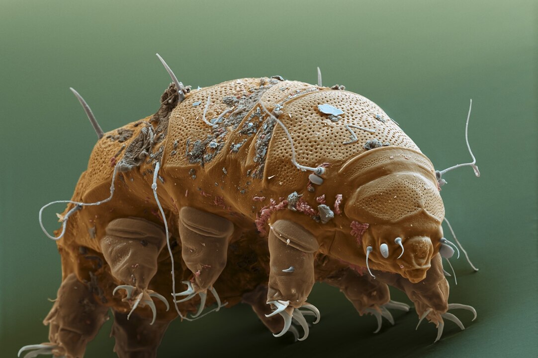 Tardigrade - Ours D'eau - Silhouette En Plastique Photo stock - Image